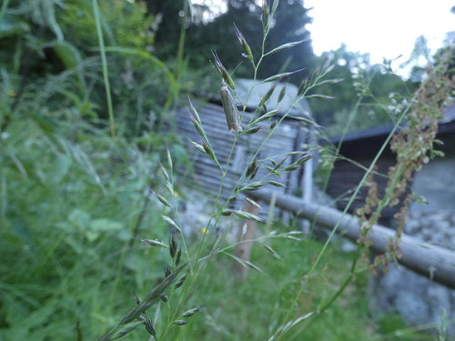 Foreur des mauvaises herbes rayé — Bild 3