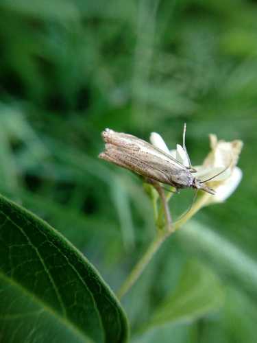 Foreur des mauvaises herbes rayé — Bild 4