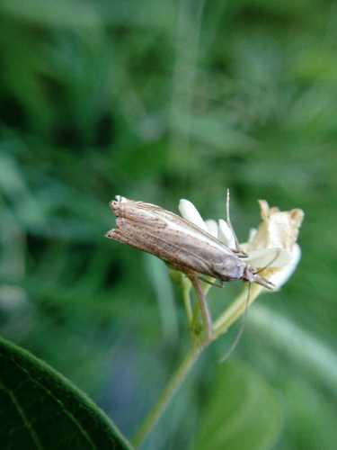 Foreur des mauvaises herbes rayé — Bild 5