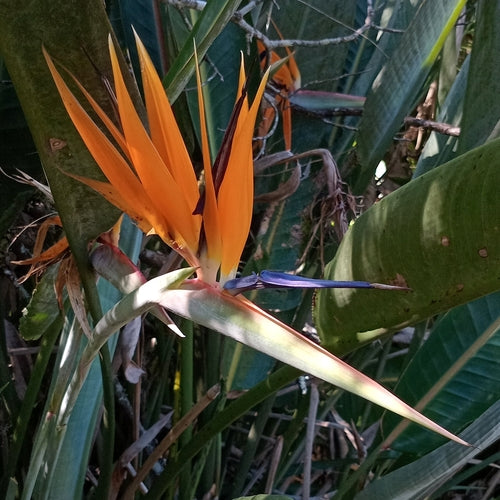 Strélitzia — Bild 4