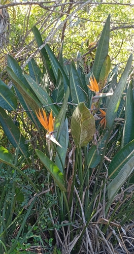 Strélitzia — Bild 3