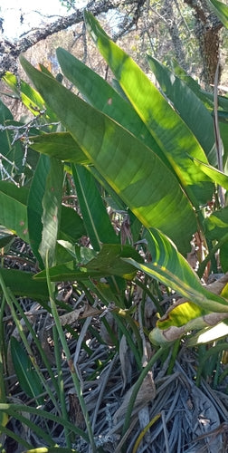 Strélitzia — Bild 2