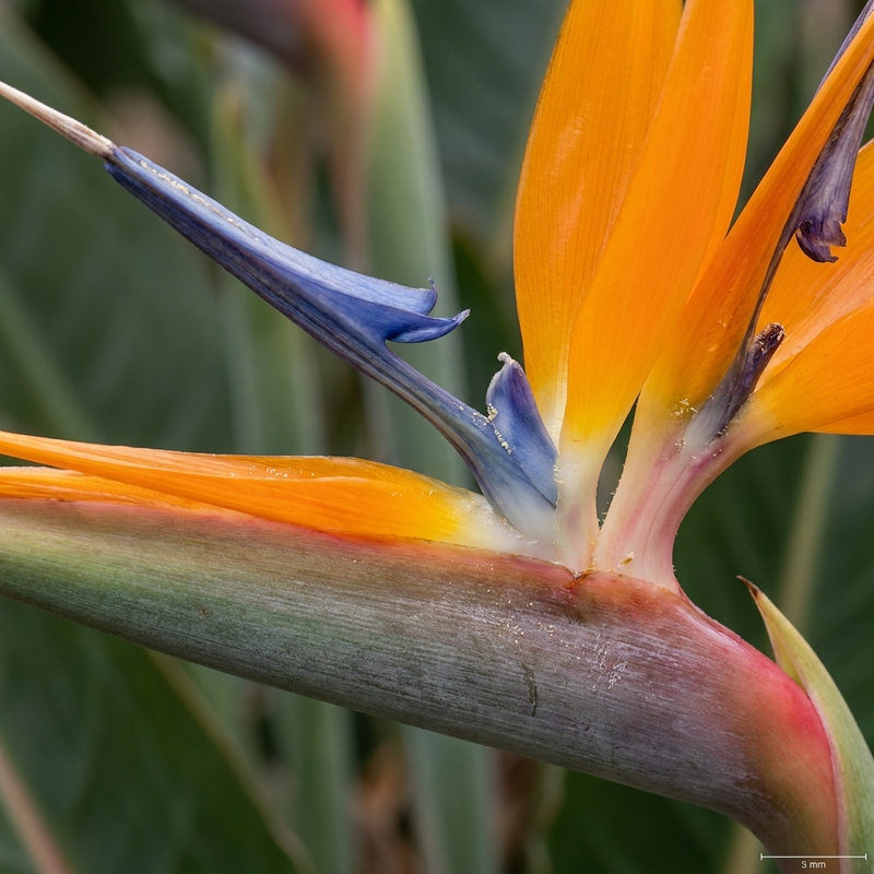Strélitzia