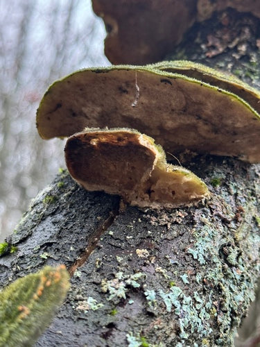Tramètes hersés — Bild 2