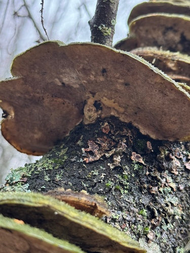 Tramètes hersés — Bild 3