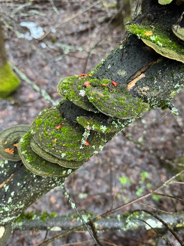 Tramètes hersés — Bild 5