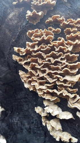 Champignon étagé frisé — photo 4 sur 9