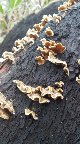 Champignon étagé frisé — photo 3 sur 9