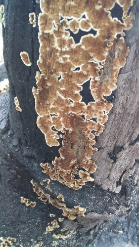 Champignon étagé frisé — photo 2 sur 9