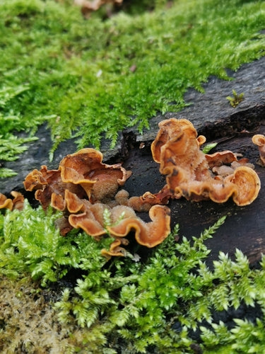 Champignon étagé frisé — photo 5 sur 9
