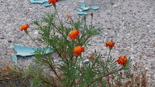 Souci — Bild 5