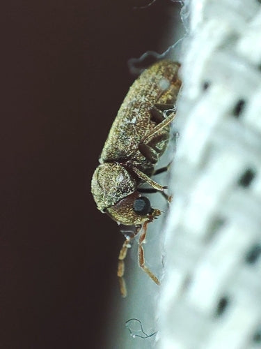 Coléoptère du rongeur du sud — photo 3 sur 3