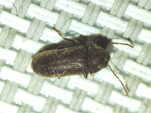 Coléoptère du rongeur du sud — photo 1 sur 3