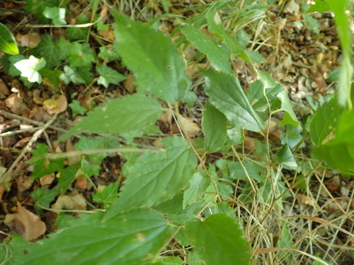 Micocoulier du sud — Bild 5