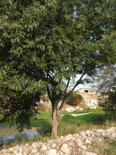 Micocoulier du sud — Bild 3