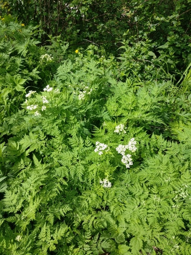 Douce ombelle — Bild 5