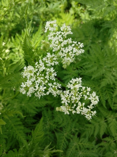 Douce ombelle — Bild 4
