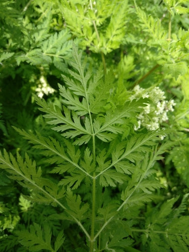 Douce ombelle — Bild 2