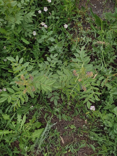 Réglisse — Bild 3