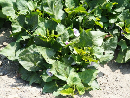 Patate douce — photo 2 sur 8