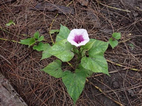 Patate douce — Bild 5