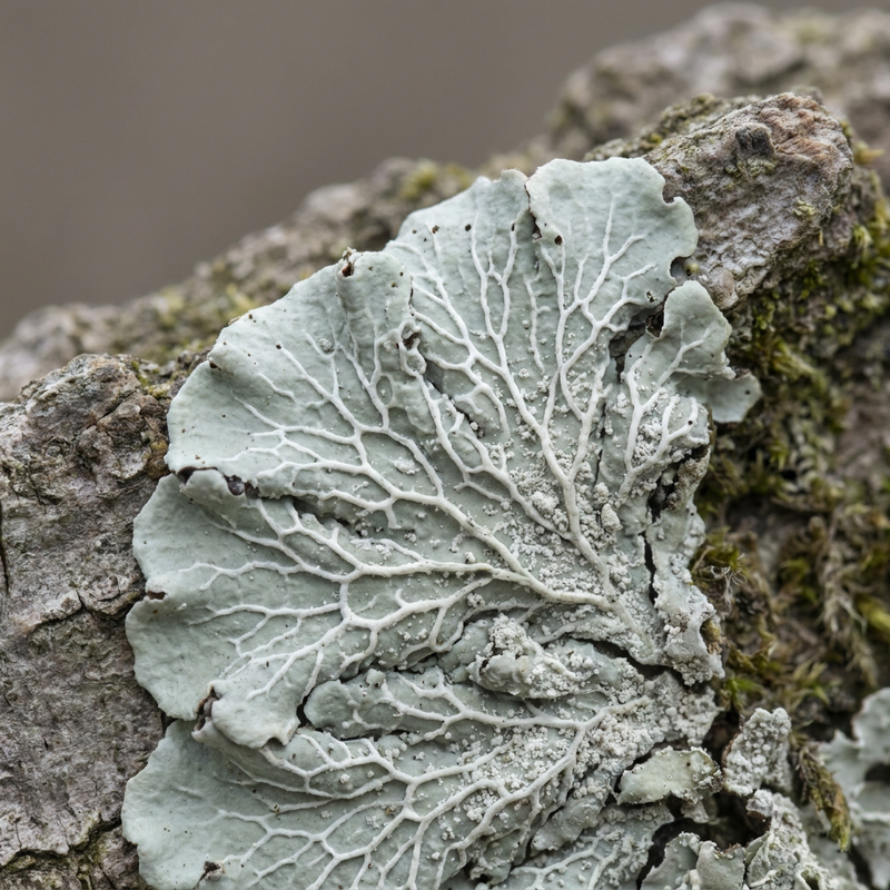 Lichen sillonné