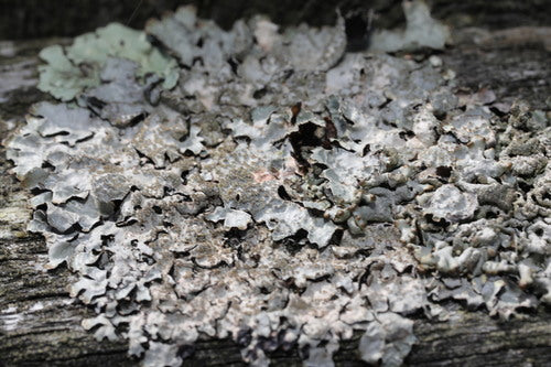 Lichen sillonné — photo 5 sur 12
