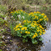 Sumpf-Dotterblume (Caltha palustris) in Blüte im naturnahen Garten (KI-generiert)