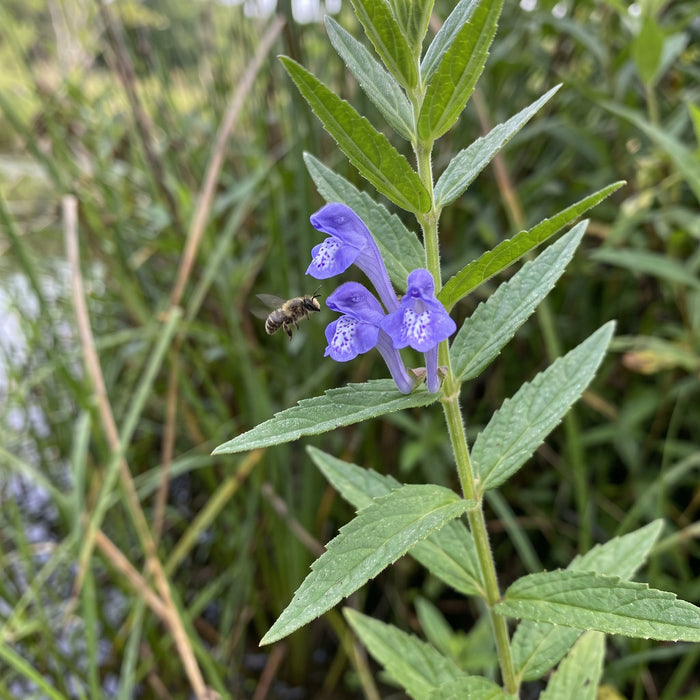 Blüte von Sumpf-Helmkraut (Scutellaria galericulata) in Nahaufnahme (KI-generiert)