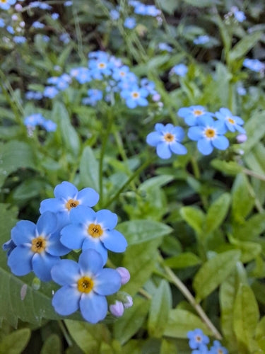 Myosotis des marais — photo 5 sur 8