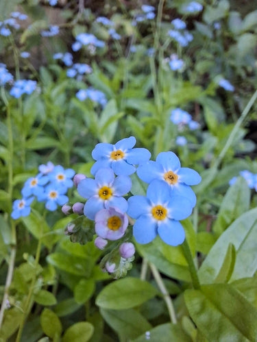 Myosotis des marais — photo 4 sur 8