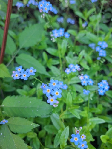 Myosotis des marais — photo 3 sur 8