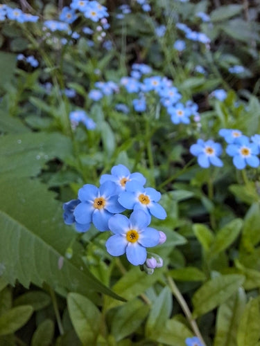 Myosotis des marais — photo 2 sur 8