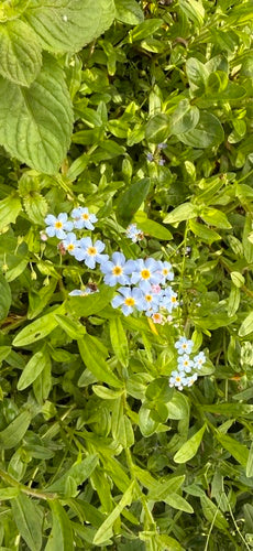 Myosotis des marais — photo 1 sur 8