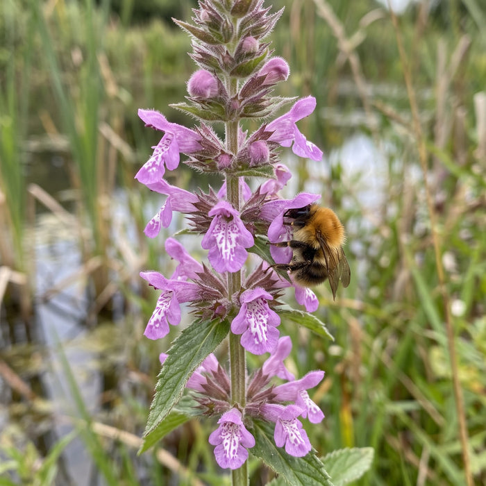 Blüte von Sumpf-Ziest (Stachys palustris) in Nahaufnahme (KI-generiert)