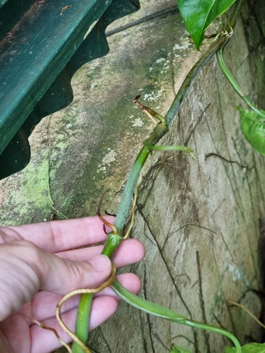 Syngonium — Bild 3