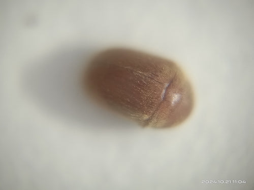 Coléoptère du tabac — Bild 1