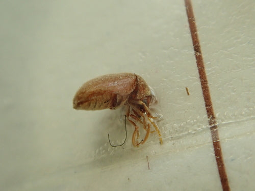 Coléoptère du tabac — Bild 3