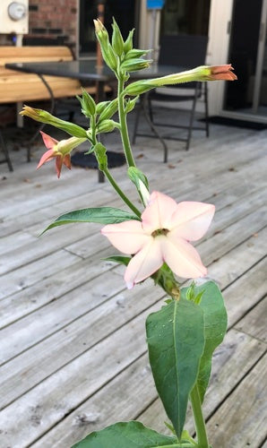 plante de tabac — photo 5 sur 11
