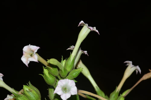 plante de tabac — Bild 4