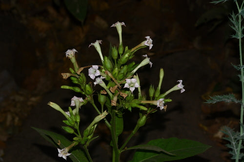 plante de tabac — Bild 3