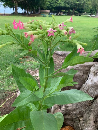 plante de tabac — Bild 5
