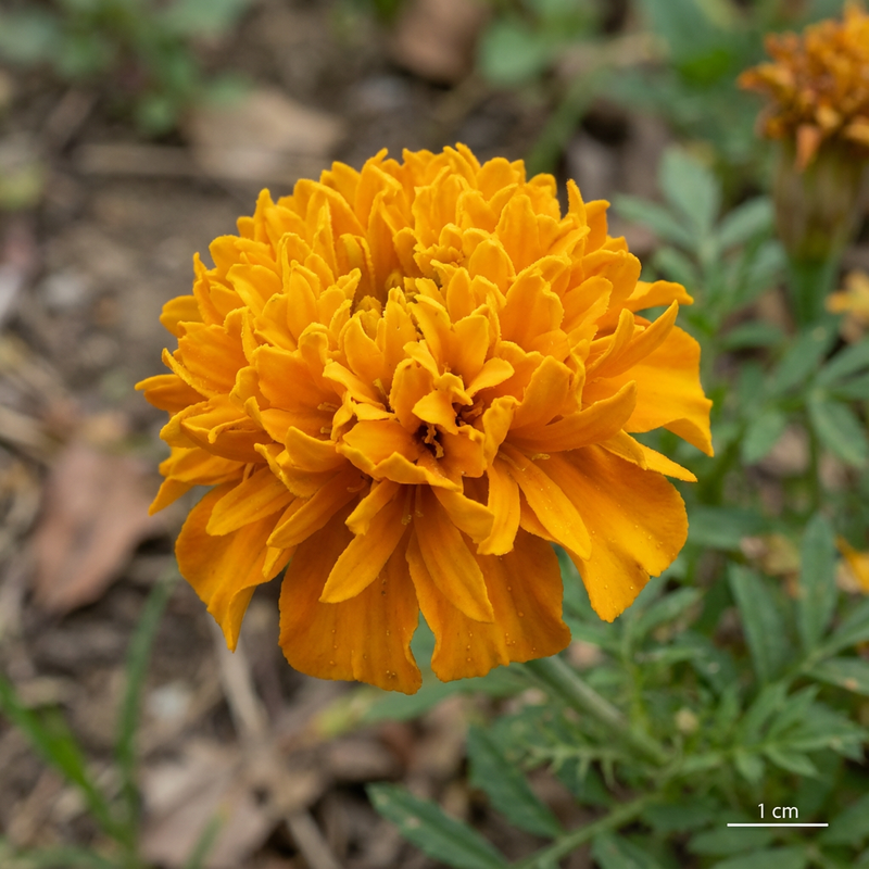 Tagetes