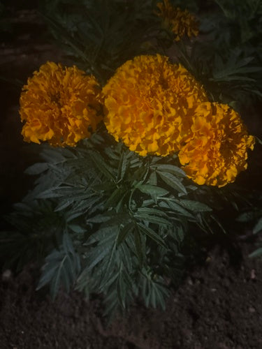 Tagetes - Bild 2