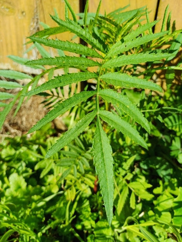 Tagètes — Bild 4