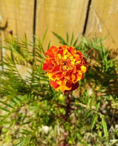Tagetes - Bild 3