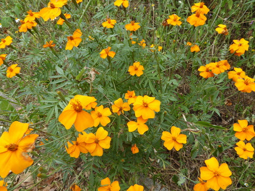 Tagetes - Bild 7