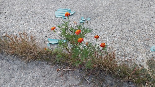 Tagètes — photo 5 sur 8