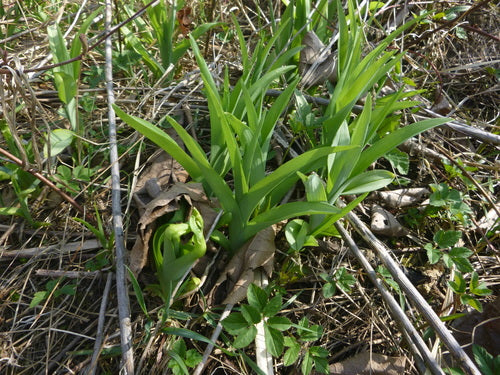 Hémérocalles — Bild 4