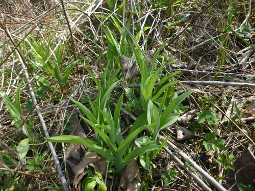 Hémérocalles — Bild 3
